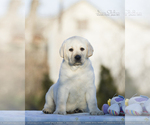 Small Labrador Retriever