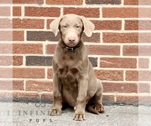 Labrador Retriever Puppy for sale in NEW HOLLAND, PA, USA