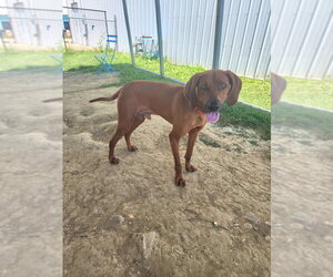 Mutt Dogs for adoption in Evansville, IN, USA