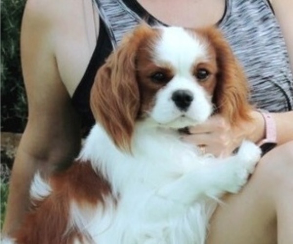 Medium Photo #1 Cavalier King Charles Spaniel Puppy For Sale in VICTORIA, TX, USA