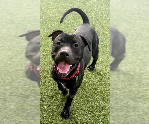 Medium Photo #2 Mutt Puppy For Sale in Pompano Beach , FL, USA