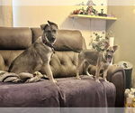 Small #26 German Shepherd Dog Mix