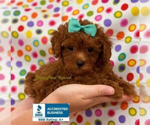 Medium Poodle (Toy)