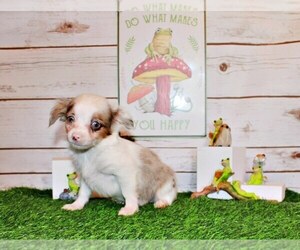 Medium Chihuahua