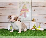 Puppy Norwin Chihuahua