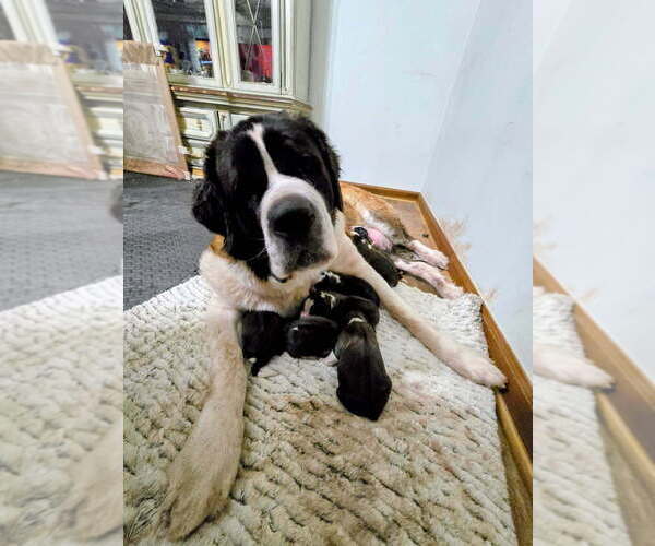 Medium Photo #1 Saint Bernard Puppy For Sale in CONVOY, OH, USA