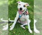 Small #2 American Pit Bull Terrier Mix
