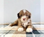 Small #2 Bernedoodle (Miniature)