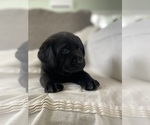 Puppy Pepper Labrador Retriever