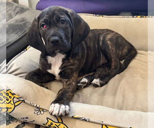 Bloodhound-Unknown Mix Dogs for adoption in Chester, VA, USA