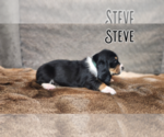 Small #2 Basset Hound