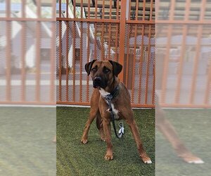 American Pit Bull Terrier-German Shepherd Dog Mix Dogs for adoption in Las Vegas, NV, USA