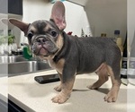 Puppy Puppy 5 French Bulldog