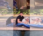 Small Photo #1 English Bulldog Puppy For Sale in Shelbyville, IL, USA