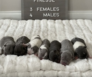 French Bulldog Puppy for sale in BROOKSVILLE, FL, USA