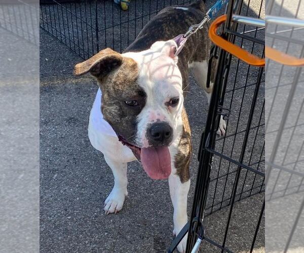 Medium Photo #7 Boxer-Unknown Mix Puppy For Sale in GILBERTS, IL, USA