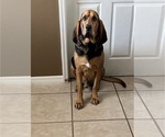 Small Photo #1 Bloodhound Puppy For Sale in KISSIMMEE, FL, USA
