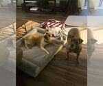 Small #11 American Staffordshire Terrier Mix