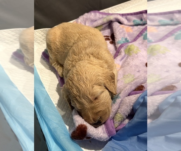 Medium Photo #2 Labradoodle mix (+ Poodle Standard) Puppy For Sale in ROANOKE, VA, USA