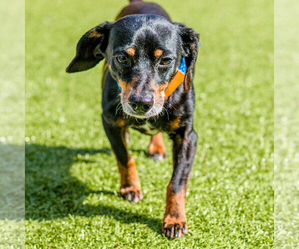 Medium Photo #5 Dachshund-Unknown Mix Puppy For Sale in Hilton Head, SC, USA