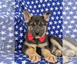 Small Photo #6 Labrador Retriever-Sharberian Husky Mix Puppy For Sale in LINCOLN UNIV, PA, USA