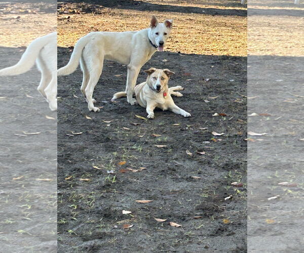 Medium Photo #3 - Mix Puppy For Sale in Hoffman Estates, IL, USA