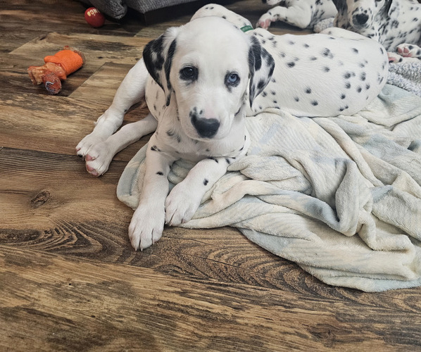 Medium Photo #3 Dalmatian Puppy For Sale in BLOOMFIELD, IN, USA