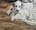 Small #2 Dalmatian