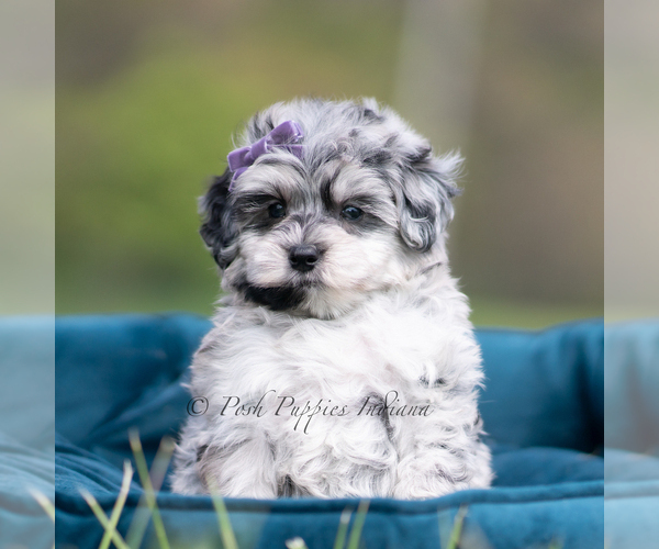 Medium Photo #109 Maltipoo (Miniature) Puppy For Sale in WARSAW, IN, USA