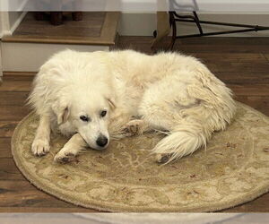 Great Pyrenees-Unknown Mix Dogs for adoption in Aurora, CO, USA