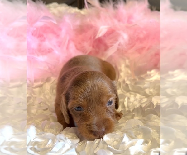 Medium Photo #3 Dachshund Puppy For Sale in HUDSON, CO, USA