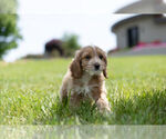 Small Photo #6 Cocker Spaniel-Poodle (Miniature) Mix Puppy For Sale in WARSAW, IN, USA