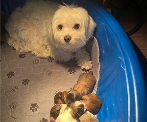 Mother of the Shorkie Tzu puppies born on 11/13/2023