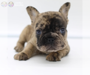 French Bulldog Puppy for sale in TAMPA, FL, USA