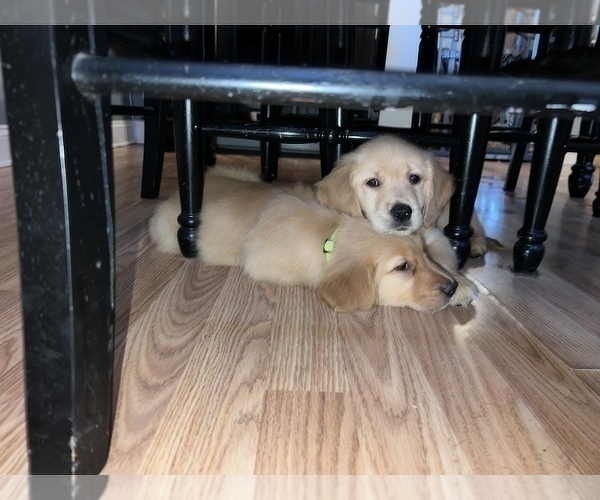 Medium Photo #11 Golden Retriever Puppy For Sale in WARWICK, RI, USA