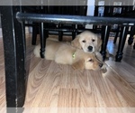Small Photo #11 Golden Retriever Puppy For Sale in WARWICK, RI, USA