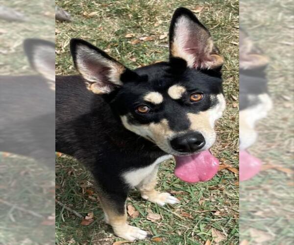 Medium Photo #3 Australian Kelpie-Unknown Mix Puppy For Sale in Texas City, TX, USA