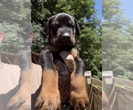 Small Photo #21 Doberman Pinscher Puppy For Sale in NEWTON, NC, USA