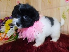 Small Photo #5 Zuchon Puppy For Sale in HAMMOND, IN, USA