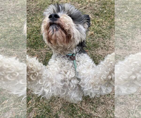 Medium Photo #2 Havachon Puppy For Sale in Front Royal, VA, USA