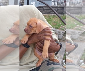 American Bully Puppy for Sale in PHILA, Pennsylvania USA
