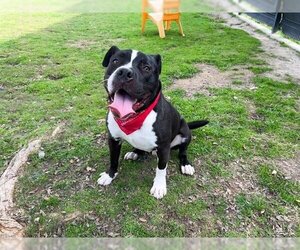 Boxador Dogs for adoption in Orange, CA, USA