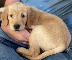 Golden Retriever Puppy for sale in THOUSAND OAKS, CA, USA
