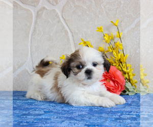 Shih Tzu Puppy for sale in GORDONVILLE, PA, USA
