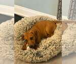 Small Photo #7 Dachsador Puppy For Sale in Oakhurst, NJ, USA