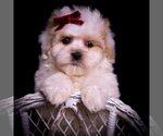 Small #5 Maltipoo (Miniature)