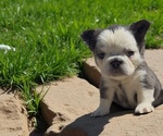 Small #3 French Bulldog