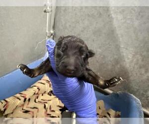 German Shepherd Dog Dogs for adoption in HESPERIA, CA, USA