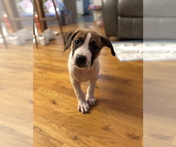 Medium Photo #4 America Bandogge Mastiff Puppy For Sale in SNELLVILLE, GA, USA