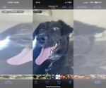 Small #1 Labrador Retriever